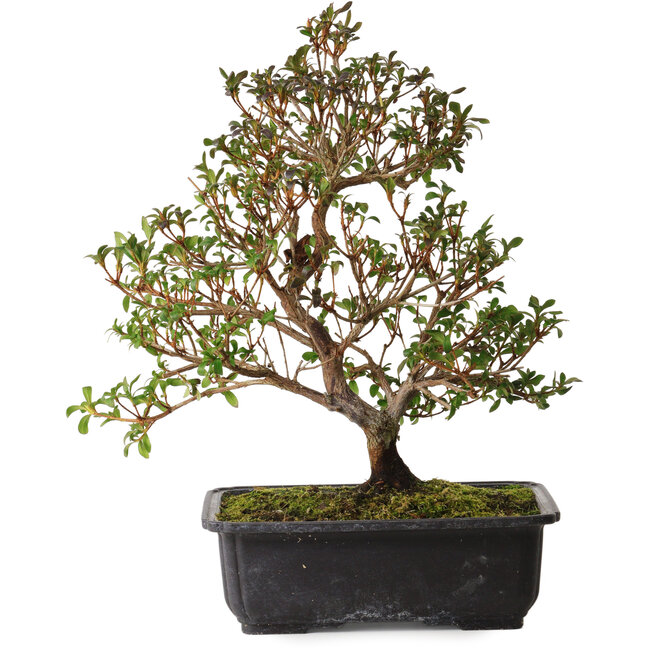 Rhododendron indicum Suzakuhime, 40 cm, ± 12 years old, with a nebari of 5 cm