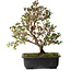 Rhododendron indicum Suzakuhime, 40 cm, ± 12 jaar oud, met een nebari van 5 cm