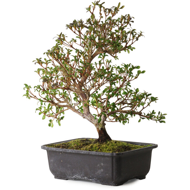 Rhododendron indicum Suzakuhime, 40 cm, ± 12 jaar oud, met een nebari van 5 cm