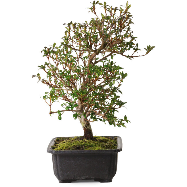 Rhododendron indicum Suzakuhime, 40 cm, ± 12 years old, with a nebari of 5 cm