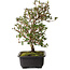 Rhododendron indicum Suzakuhime, 40 cm, ± 12 jaar oud, met een nebari van 5 cm