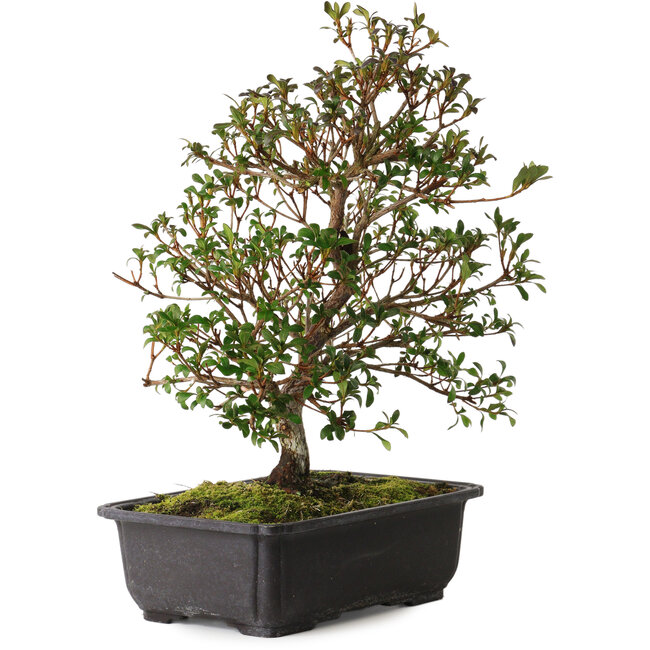 Rhododendron indicum Suzakuhime, 40 cm, ± 12 jaar oud, met een nebari van 5 cm