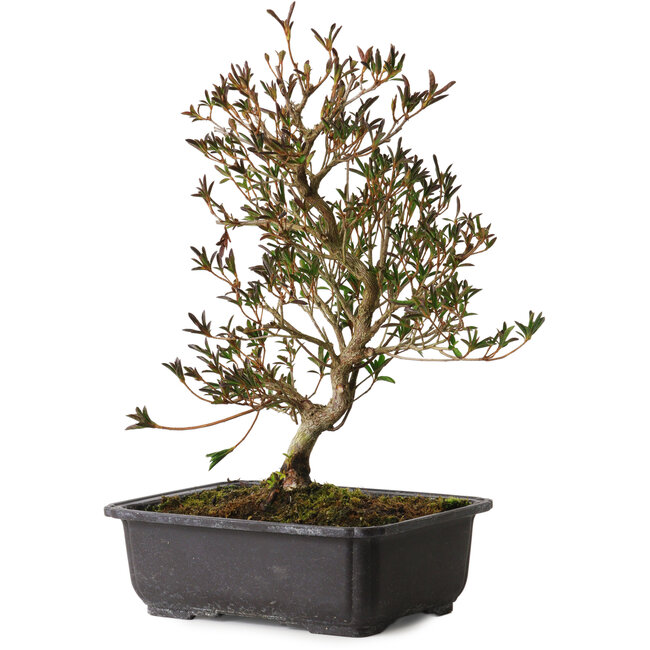 Rhododendron indicum Miyu-No-Kagayaki, 40 cm, ± 12 jaar oud, met een nebari van 5 cm