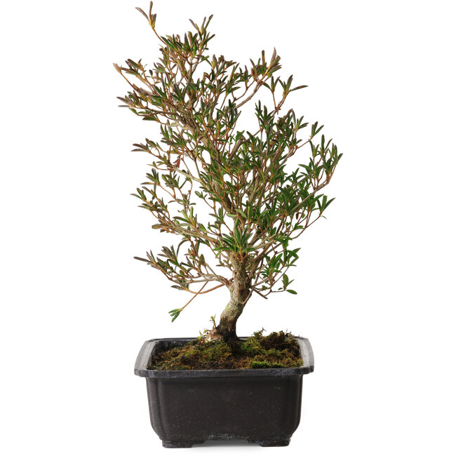 Rhododendron indicum Miyu-No-Kagayaki, 40 cm, ± 12 years old, with a nebari of 5 cm
