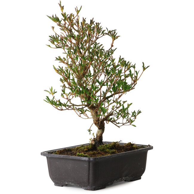 Rhododendron indicum Miyu-No-Kagayaki, 40 cm, ± 12 jaar oud, met een nebari van 5 cm