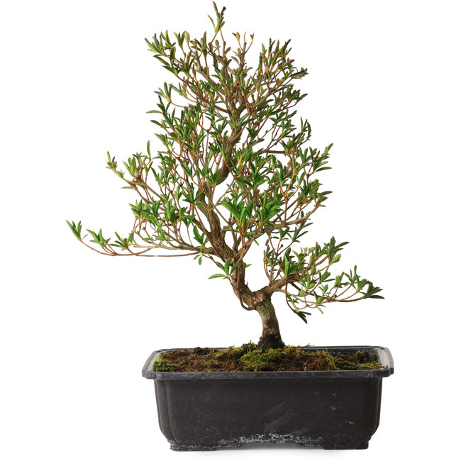 Rhododendron indicum Miyu-No-Kagayaki, 40 cm, ± 12 jaar oud, met een nebari van 5 cm