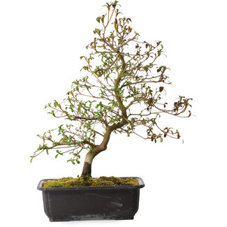 Rhododendron indicum Benikage, 40 cm, ± 12 ans