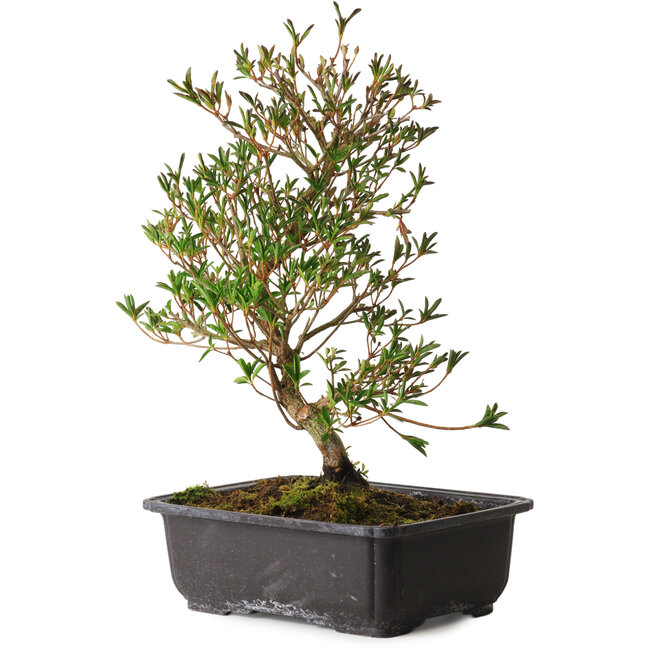 Rhododendron indicum Miyu-No-Kagayaki, 40 cm, ± 12 Jahre alt, mit einem Nebari von 5 cm