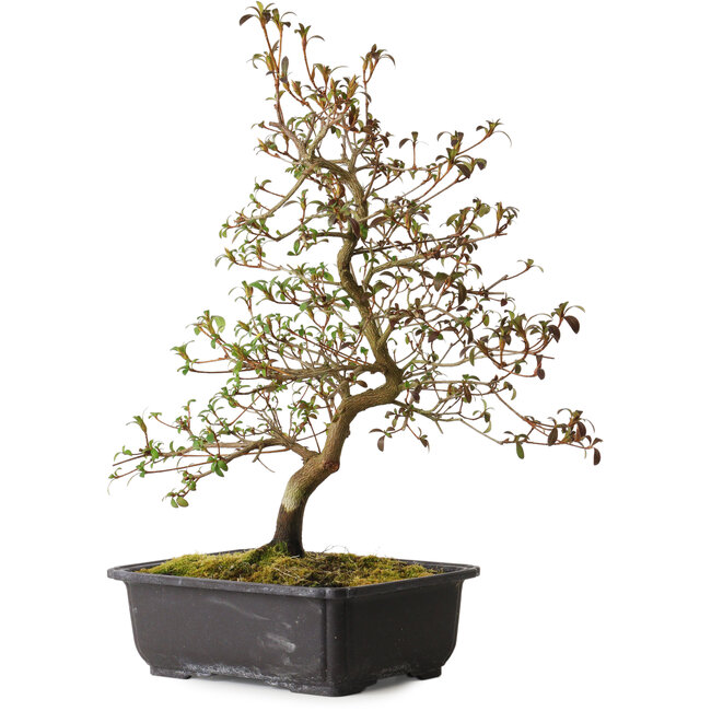 Rhododendron indicum Benikage, 40 cm, ± 12 anni, con un nebari di 5 cm