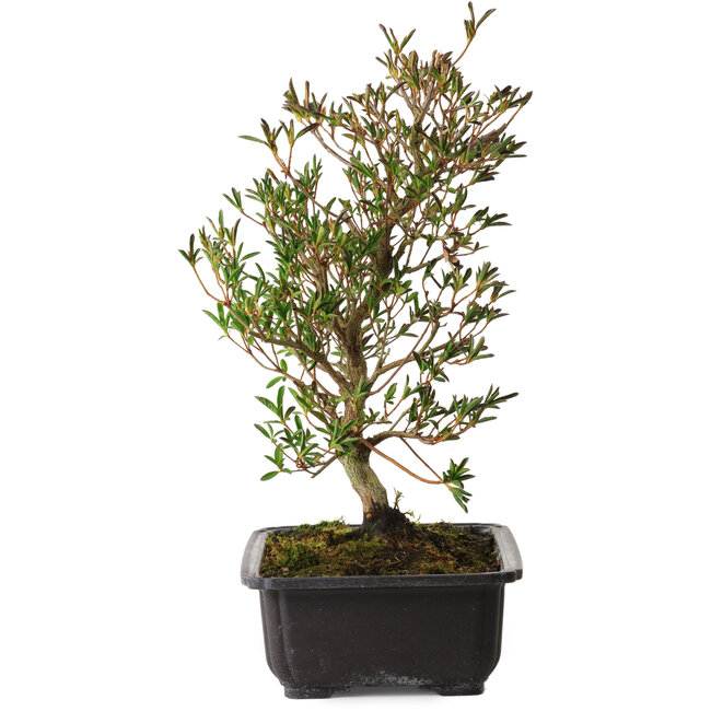 Rododendro indicum Miyu-No-Kagayaki, 40 cm, ± 12 años, con un nebari de 5 cm