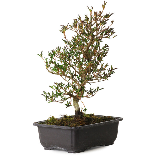 Rhododendron indicum Miyu-No-Kagayaki, 40 cm, ± 12 ans, avec un nebari de 5 cm