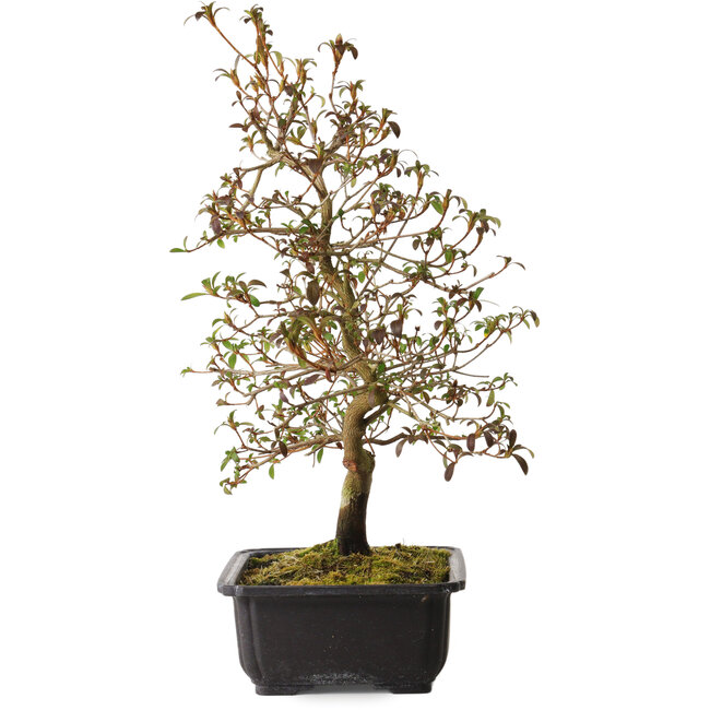 Rhododendron indicum Benikage, 40 cm, ± 12 años, con un nebari de 5 cm