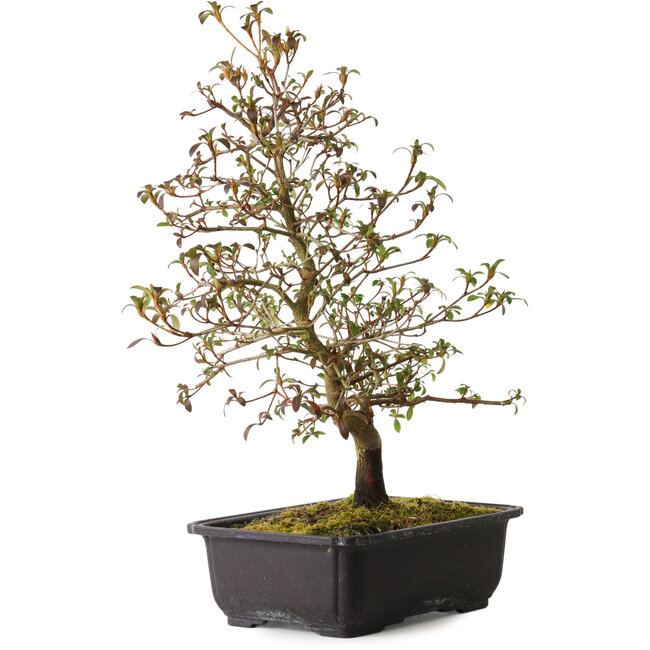 Rhododendron indicum Benikage, 40 cm, ± 12 jaar oud, met een nebari van 5 cm