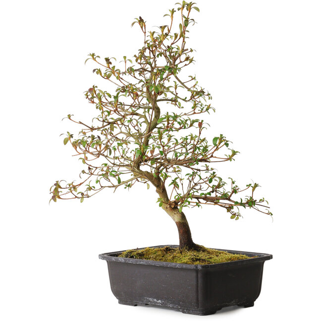 Rhododendron indicum Benikage, 40 cm, ± 12 años, con un nebari de 5 cm