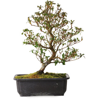 Rhododendron indicum Suzakuhime, 40 cm, ± 12 años