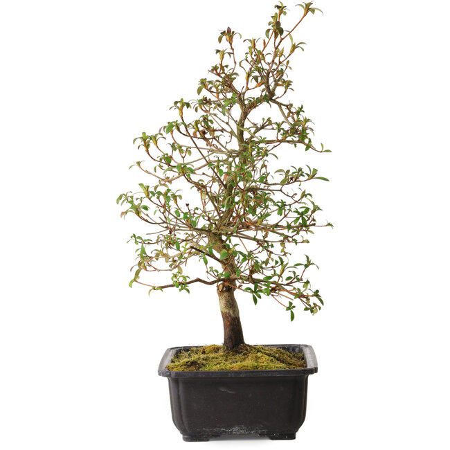 Rhododendron indicum Benikage, 40 cm, ± 12 jaar oud, met een nebari van 5 cm