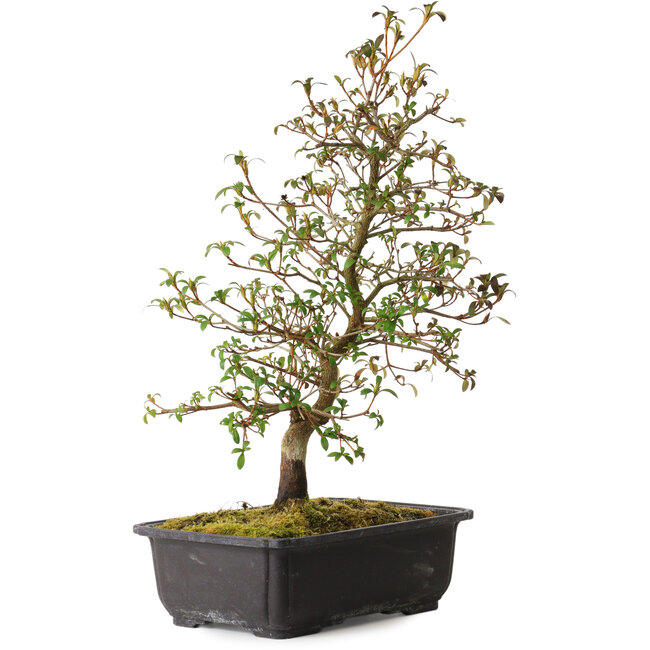 Rhododendron indicum Benikage, 40 cm, ca. 12 Jahre alt, mit einem Wurzelhals von 5 cm