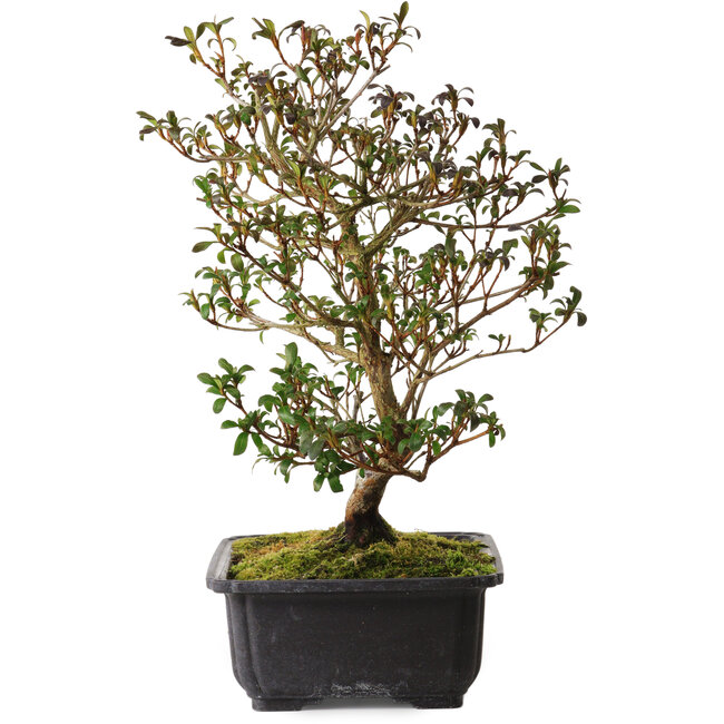 Rhododendron indicum Suzakuhime, 40 cm, ± 12 años, con un nebari de 5 cm