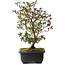 Rhododendron indicum Suzakuhime, 40 cm, ± 12 jaar oud, met een nebari van 5 cm