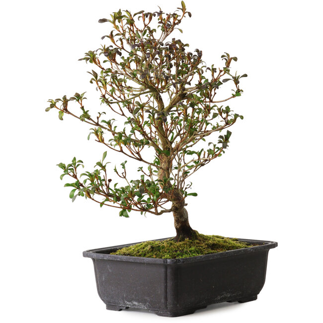 Rhododendron indicum Suzakuhime, 40 cm, ± 12 ans, avec un nebari de 5 cm