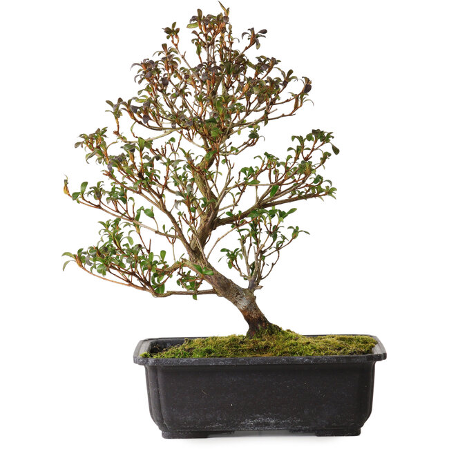 Rhododendron indicum Suzakuhime, 40 cm, ± 12 ans, avec un nebari de 5 cm