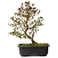 Rhododendron indicum Suzakuhime, 40 cm, ± 12 anni, con un nebari di 5 cm