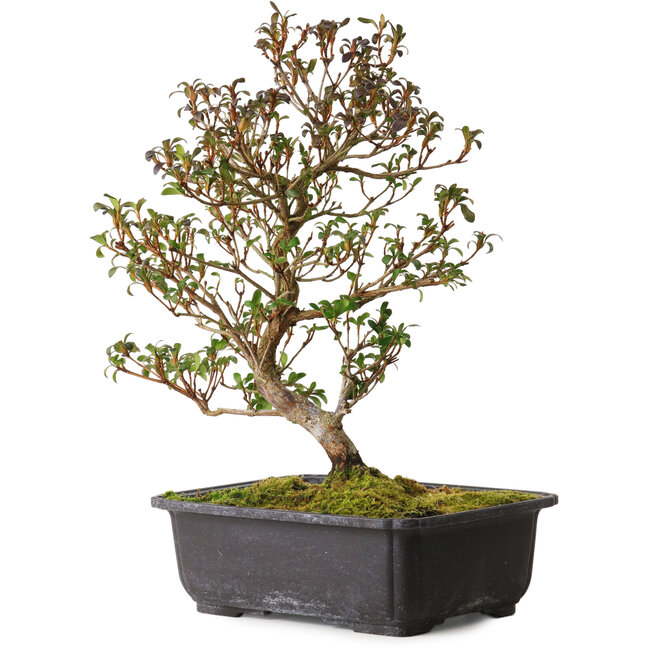 Rhododendron indicum Suzakuhime, 40 cm, ± 12 years old, with a nebari of 5 cm