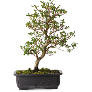 Rhododendron indicum Suzakuhime, 40 cm, ± 12 anni