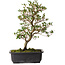 Rhododendron indicum Suzakuhime, 40 cm, ± 12 jaar oud, met een nebari van 5 cm