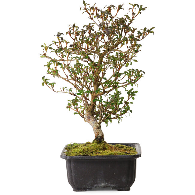 Rhododendron indicum Suzakuhime, 40 cm, ± 12 años, con un nebari de 5 cm