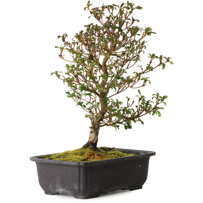 Rhododendron indicum Suzakuhime, 40 cm, ± 12 anni, con un nebari di 5 cm