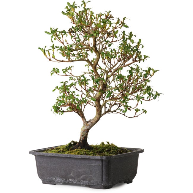 Rhododendron indicum Suzakuhime, 40 cm, ± 12 anni, con un nebari di 5 cm