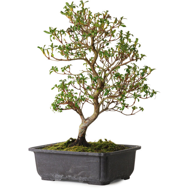 Rhododendron indicum Suzakuhime, 40 cm, ± 12 years old, with a nebari of 5 cm