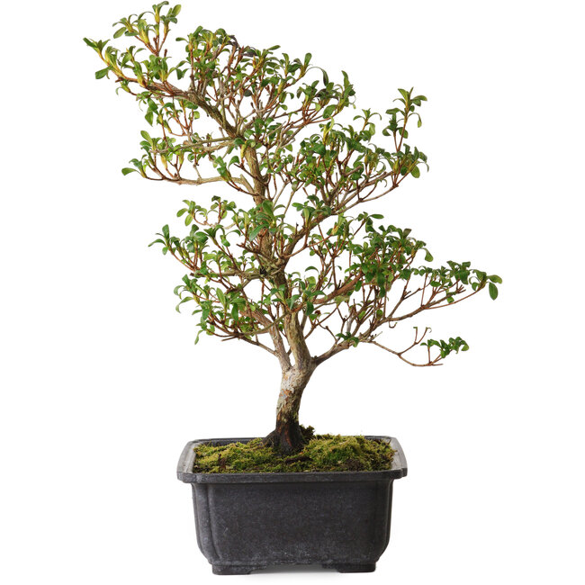 Rhododendron indicum Suzakuhime, 40 cm, ± 12 ans, avec un nebari de 5 cm