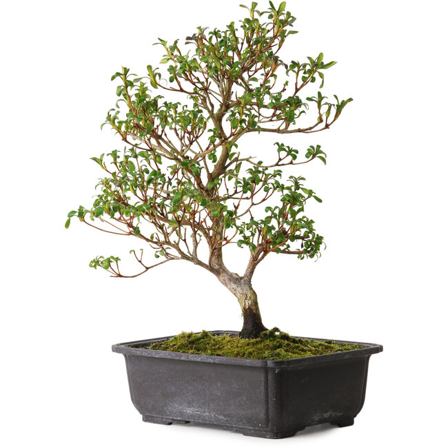 Rhododendron indicum Suzakuhime, 40 cm, ± 12 years old, with a nebari of 5 cm