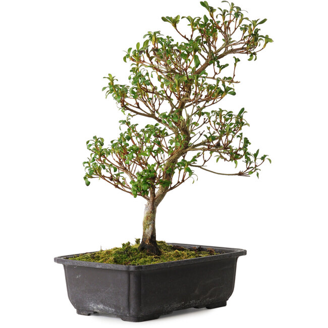 Rhododendron indicum Suzakuhime, 40 cm, ca. 12 Jahre alt, mit einem Wurzelhals von 5 cm