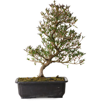 Rhododendron indicum Miyu-No-Kagayaki, 40 cm, ± 12 anni