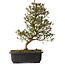 Rhododendron indicum Miyu-No-Kagayaki, 40 cm, ± 12 jaar oud, met een nebari van 5 cm