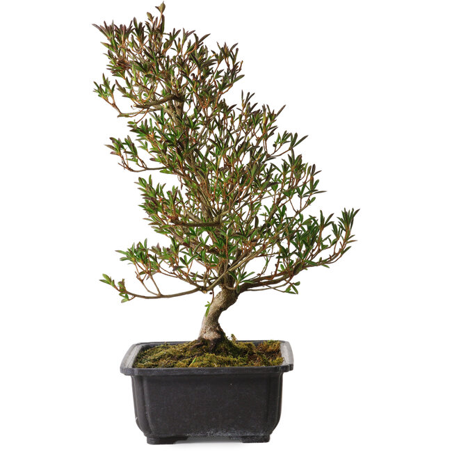 Rhododendron indicum Miyu-No-Kagayaki, 40 cm, ± 12 anni, con nebari di 5 cm