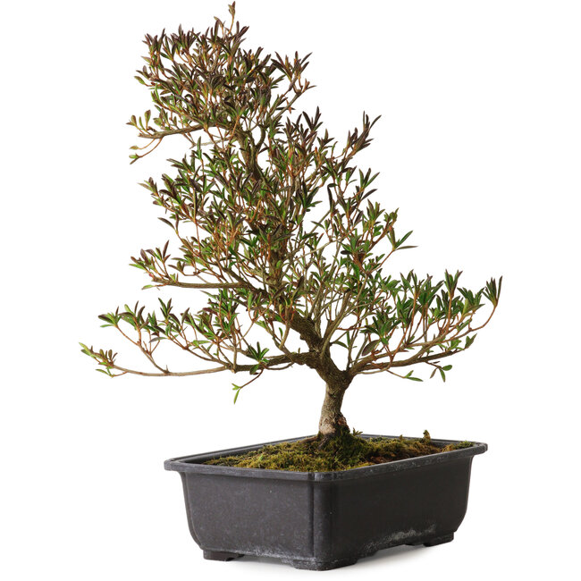 Rhododendron indicum Miyu-No-Kagayaki, 40 cm, ± 12 ans, avec un nebari de 5 cm