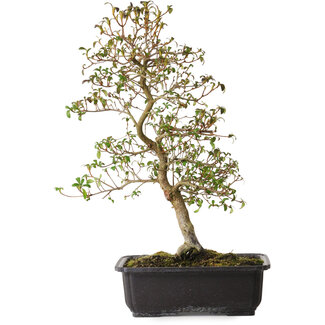 Rhododendron indicum Benikage, 40 cm, ± 12 years old