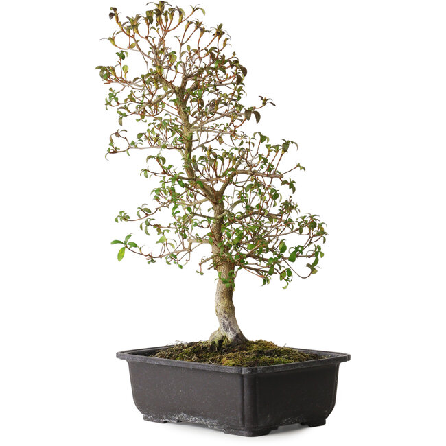 Rhododendron indicum Benikage, 40 cm, ± 12 years old, with a nebari of 5 cm