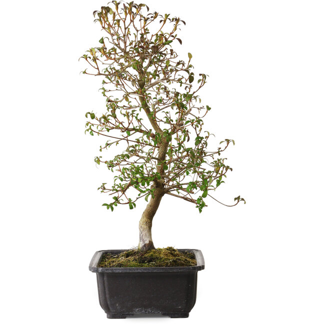 Rhododendron indicum Benikage, 40 cm, ± 12 jaar oud, met een nebari van 5 cm
