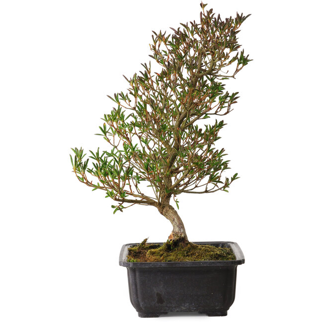 Rhododendron indicum Miyu-No-Kagayaki, 40 cm, ± 12 ans, avec un nebari de 5 cm