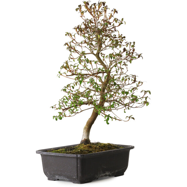 Rhododendron indicum Benikage, 40 cm, ± 12 jaar oud, met een nebari van 5 cm