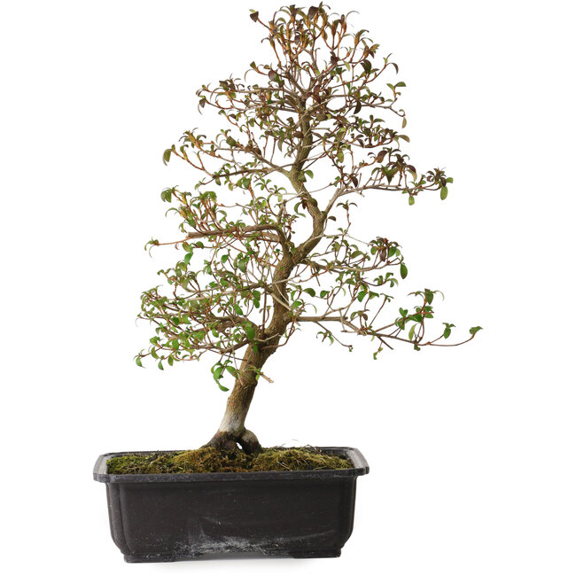 Rhododendron indicum Benikage, 40 cm, ± 12 ans, avec un nebari de 5 cm