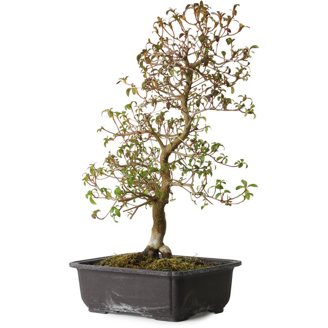 Rhododendron indicum Benikage, 40 cm, ± 12 ans, avec un nebari de 5 cm