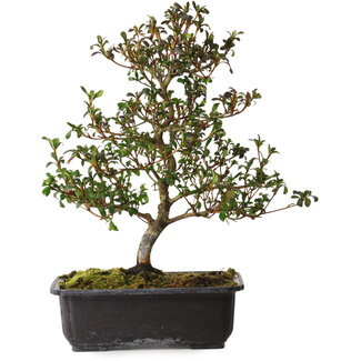 Rhododendron indicum Suzakuhime, 40 cm, ± 12 jaar oud