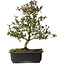 Rhododendron indicum Suzakuhime, 40 cm, ± 12 jaar oud, met een nebari van 5 cm