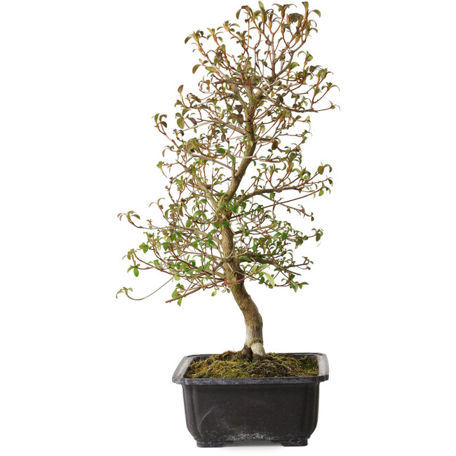 Rhododendron indicum Benikage, 40 cm, ± 12 años, con un nebari de 5 cm